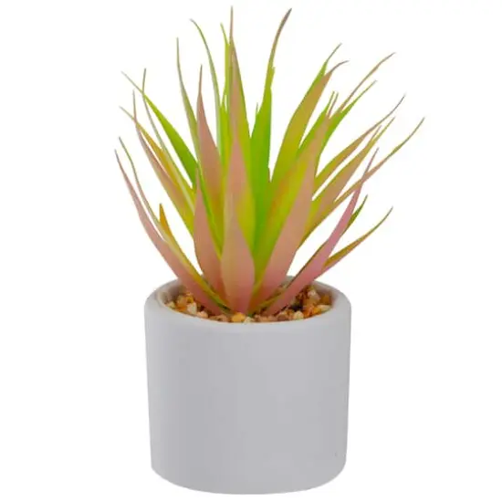 6.5" Green & Pink Sword Grass in White Pot {1}
