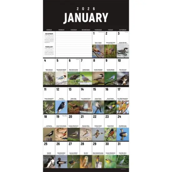 2026 Birds: Backyard and Beyond Wall Calendar {3}