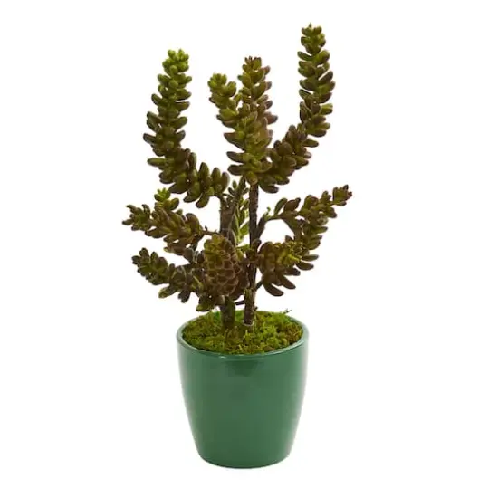 11" Green Succulent in Green Pot, 2ct. {3}