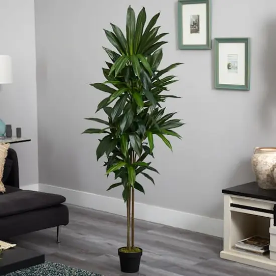 6ft. Potted Dracaena Plant {3}
