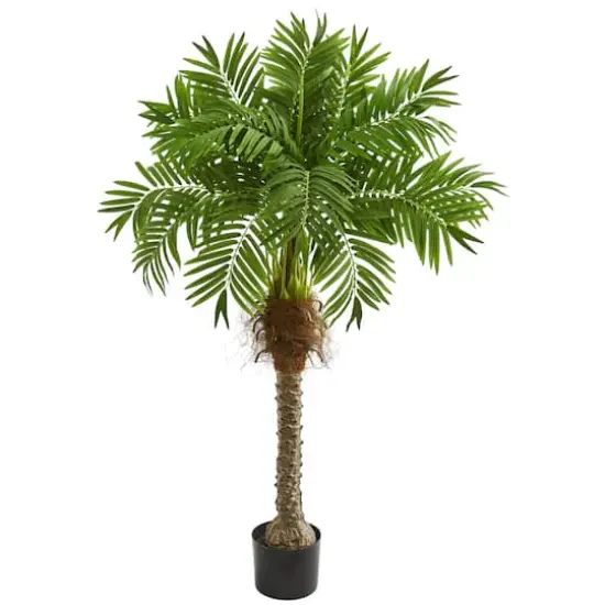 4.8ft. Potted Robellini Palm Tree {1}