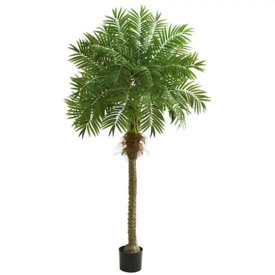 6.6ft. Potted Robellini Palm Tree {1}