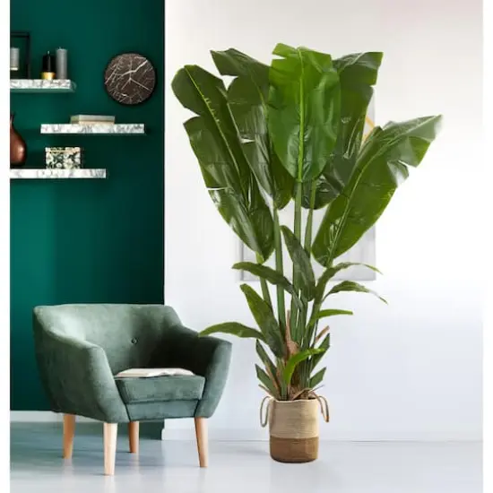 8.5ft. Potted Giant Travelers Palm Tree {3}