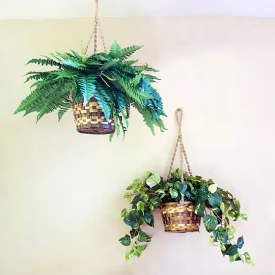 29" Boston Fern in Hanging Basket {5}