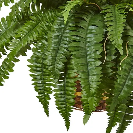 33" Boston Fern in Hanging Basket {4}