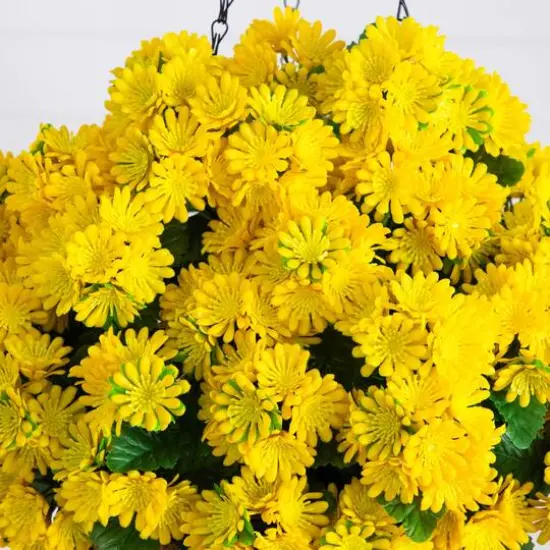 24in. UV Resistant Artificial Chrysanthemum Hanging Basket (Indoor/Outdoor) {4}