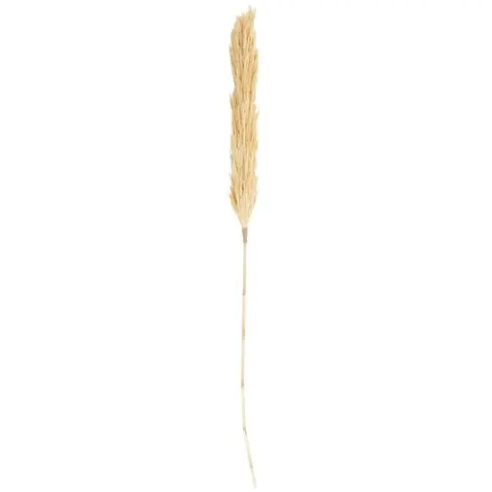 Cream Dried Pampas Grass Stem {1}