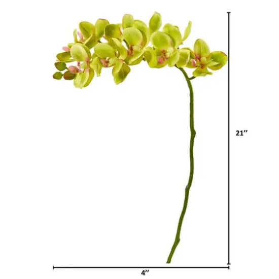 Moth Orchid Stem, 6ct. Green {3}