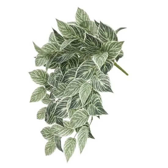 23" Philodendron Birkin Hanging Bush by Ashland&reg; {3}