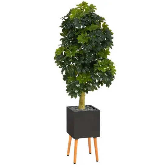 70" Schefflera Tree in Black Planter with Stand {1}