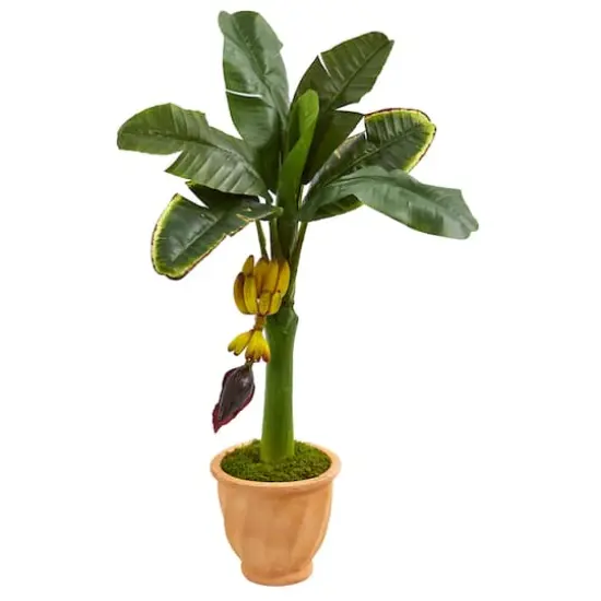 3ft. Banana Tree with Fruit in Terracotta Planter {1}