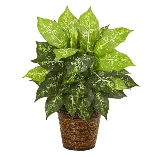 19'' Dumb Cane Plant in Basket {1}