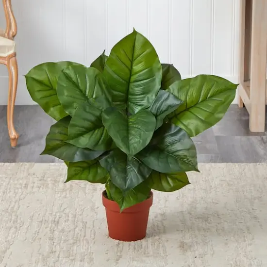2.25ft. Potted Large Leaf Philodendron Plant {3}