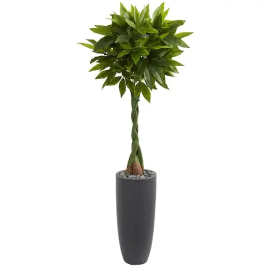 6ft. Money Tree in Gray Cylinder Planter {1}