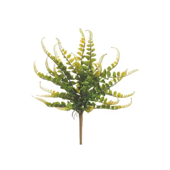 Button Fern Bush  {1}