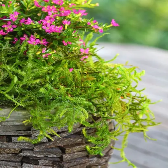 SuperMoss&reg; Preserved Moss {4}