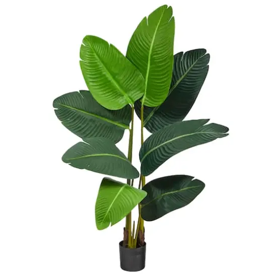 3.5ft. Potted Travelers Palm Tree {1}