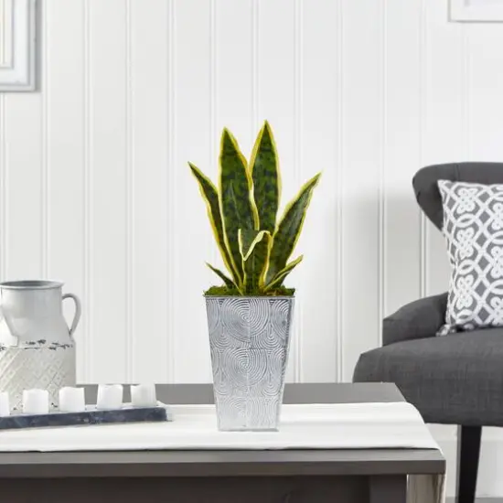 18" Snake Plant in Embossed White Planter {4}
