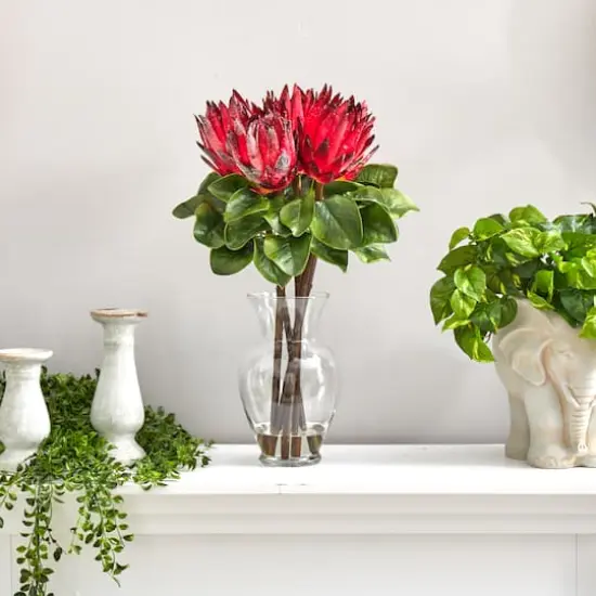 23" Red King Protea Arrangement in Glass Vase {6}