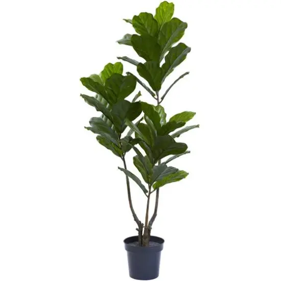 5.4ft. Potted Fiddle Leaf Tree  {1}