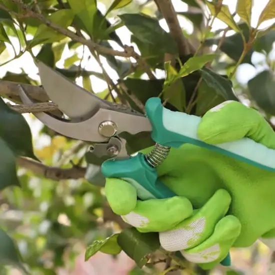 Floral Pruner by Ashland&reg; {9}