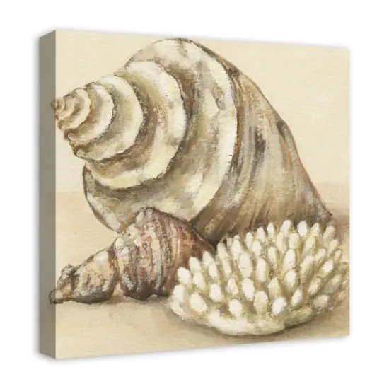Conch And Sea Shells 20" x 20" Canvas Wall Art {3}