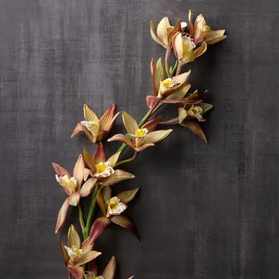 Rust Red Boat Orchid Stem by Ashland&reg; {3}