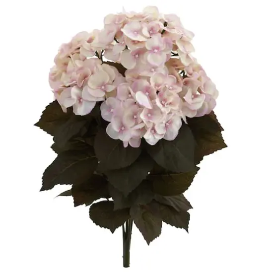 20" Pink Fall Hydrangea Bush, 2ct. {1}