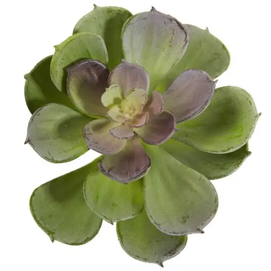 Green Echeveria Succulent Pick, 12ct. {4}
