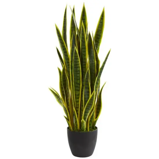 3ft. Potted Green & Yellow Snake Plant {1}