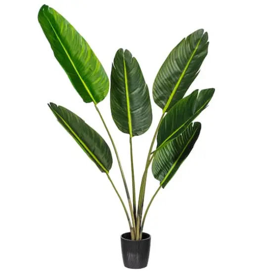 4ft. Potted Travellers Palm Tree {10}