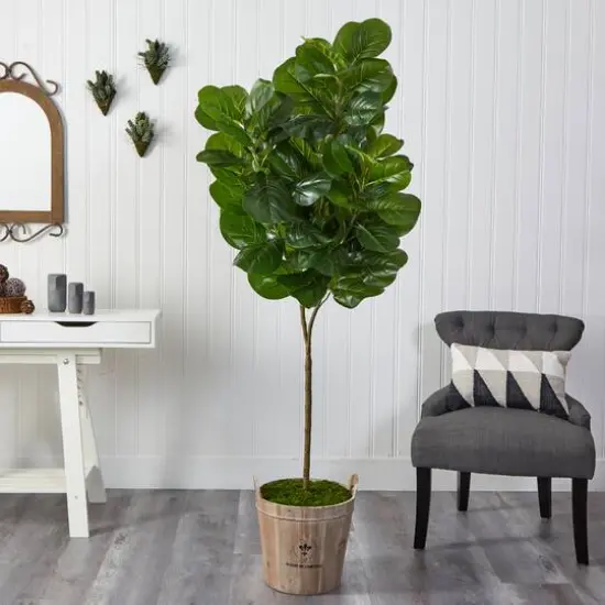 6ft. Fiddle Leaf Fig Tree in Farmhouse Planter {4}