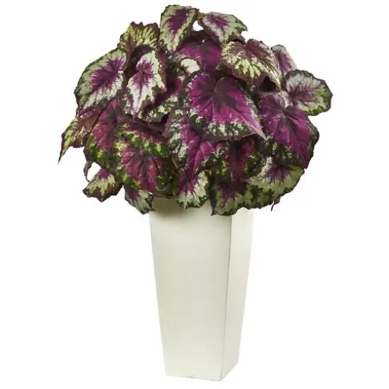 2.5ft. Purple Begonia in White Planter {1}