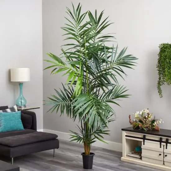 7ft. Potted Kentia Palm Tree {3}