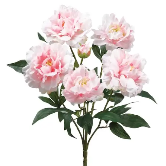 Light Pink Peony Bush  {1}