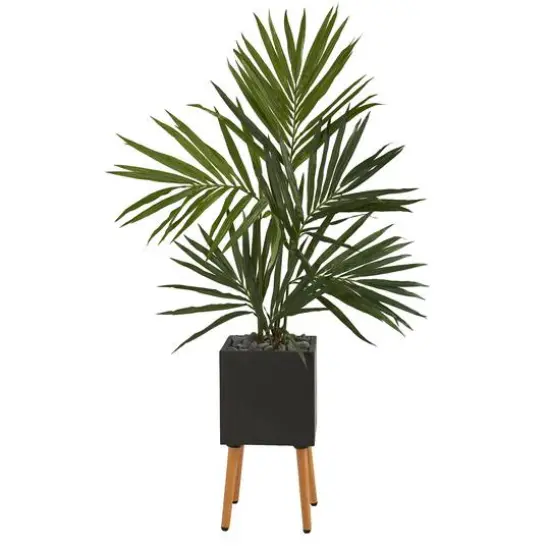 5.5ft. Kentia Palm Tree in Black Planter with Stand {1}
