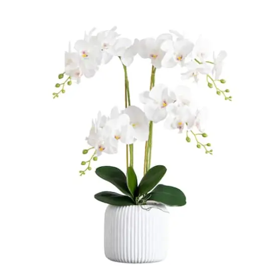2ft. Orchid Arrangement in Decorative Ceramic Vase {1}