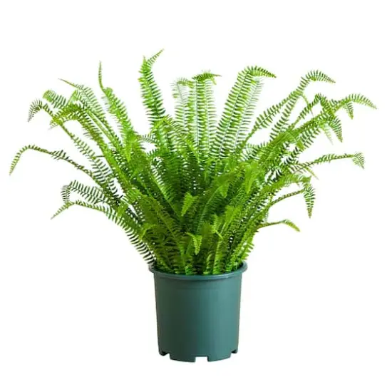 3ft. UV Resistant Artificial Boston Fern Plant with Real Touch Leaves (Indoor/Outdoor) {1}