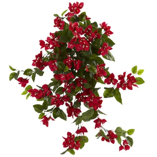 2ft. Bougainvillea Hanging Bush, 2ct. {1}