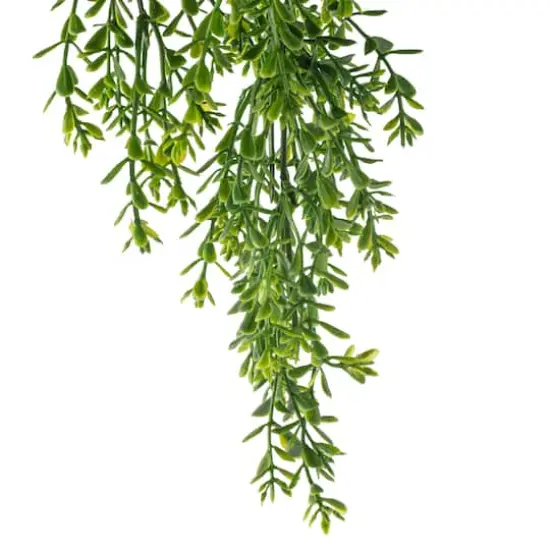 Green Boxwood Bush by Ashland&reg; {5}