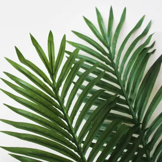 5ft. Potted Paradise Palm {4}