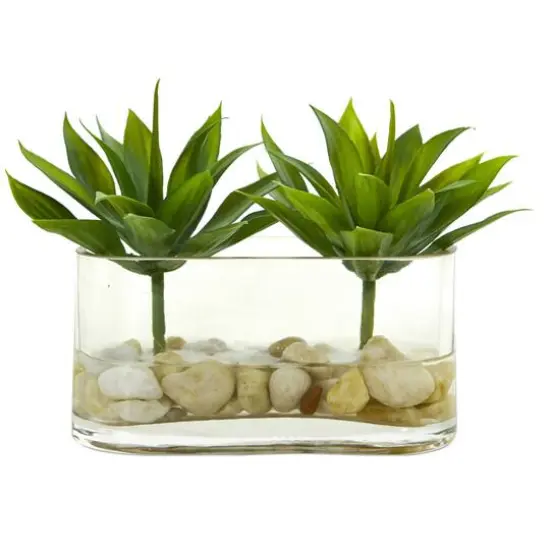 6.5" Mini Agave Succulent Arrangement in Glass Vase {1}