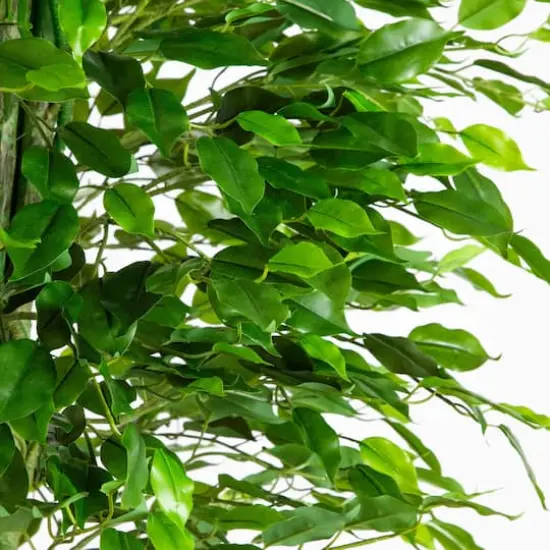 6.5ft. UV Resistant Artificial Ficus Tree (Indoor/Outdoor) {4}