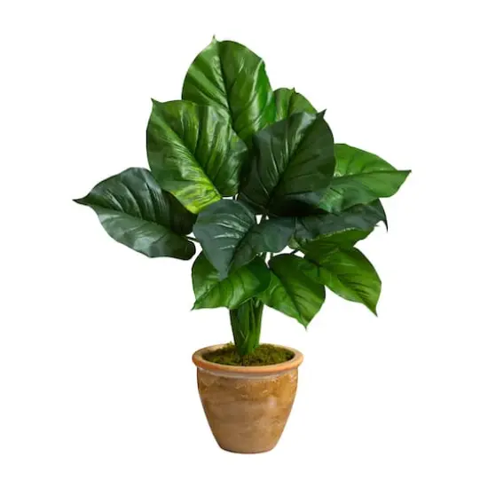2.5ft. Large Philodendron Leaf Plant in Decorative Planter {1}