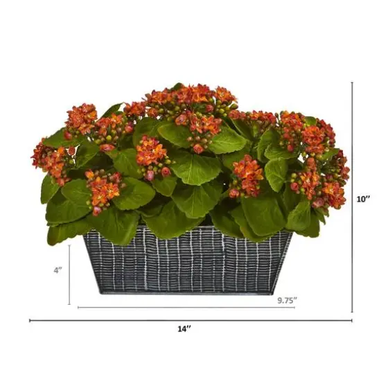 14in. Orange Kalanchoe Plant in Black Embossed Planter {3}