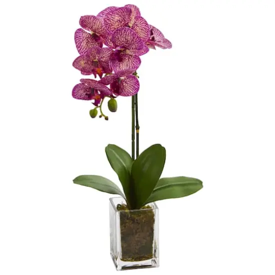 24" Pink Moth Orchid Arrangement in Vase {1}