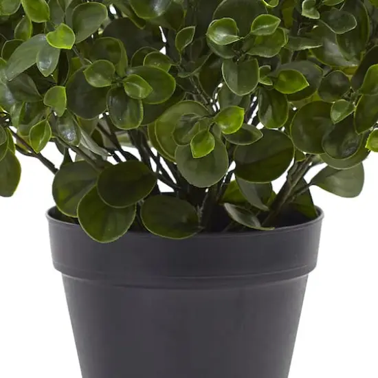 2ft. Potted Peperomia Plant {4}