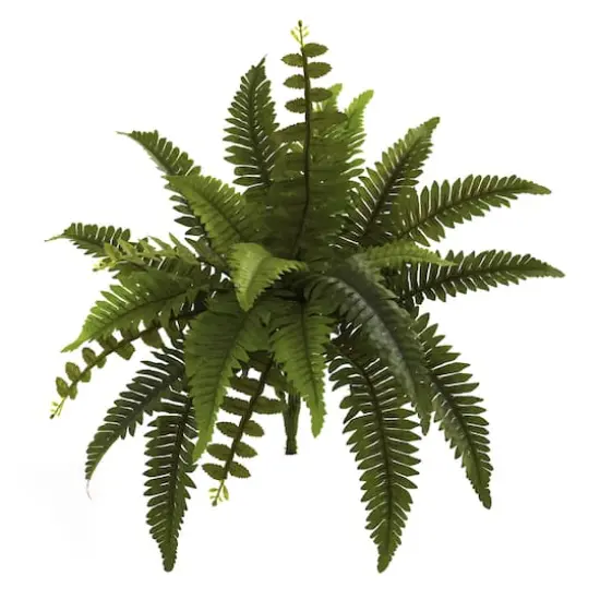 Boston Fern, 6ct. {1}