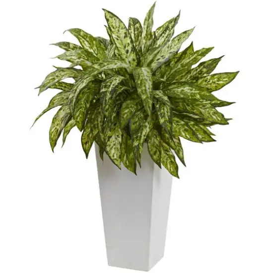 2.5ft. Chinese Evergreen in White Decorative Planter {1}