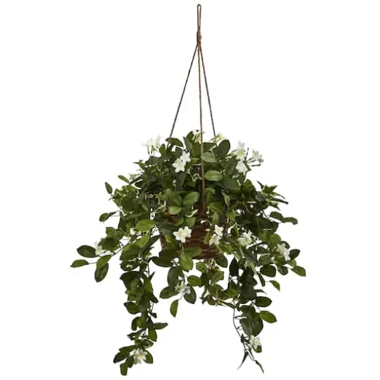 16" Mixed Madagascar Jasmine in Hanging Basket {1}